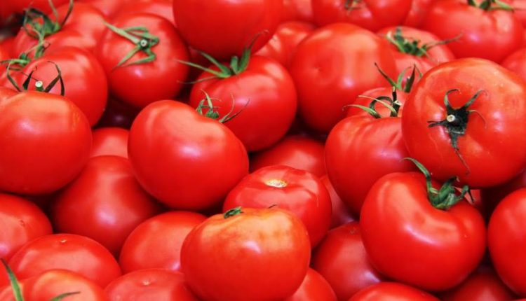 نقيب الفلاحين يوضح موعد انخفاض أسعار الطماطم والعروات السبب في الزيادة